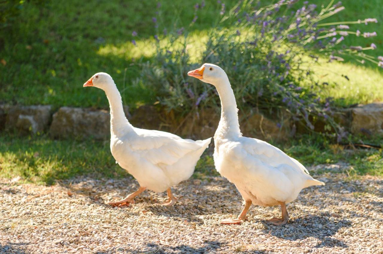 Fattoria Capobianco Villa Montefiascone Eksteriør bilde